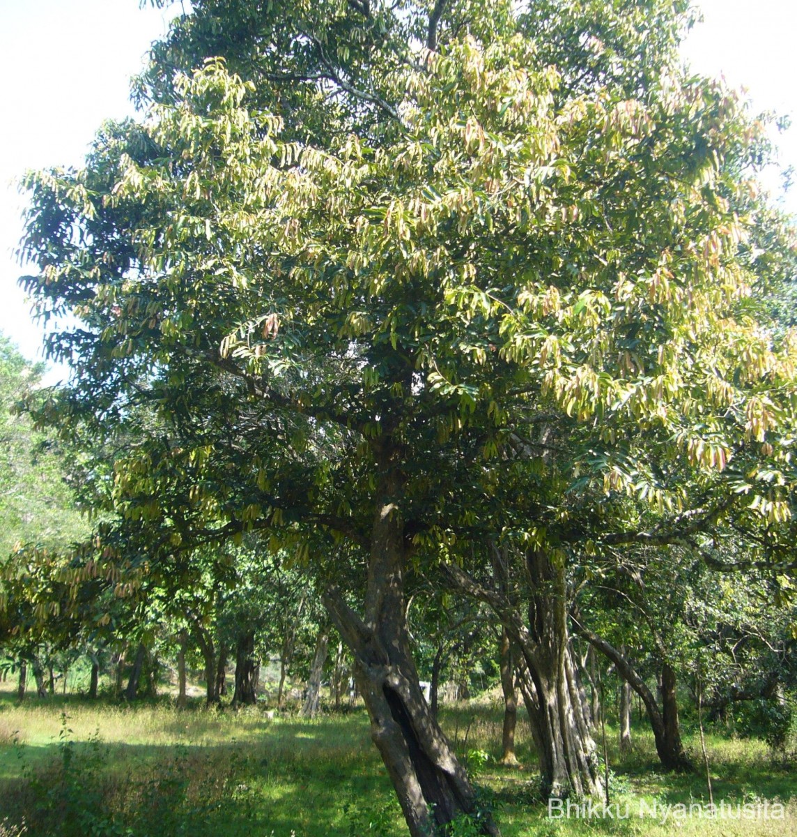 Diospyros malabarica (Desr.) Kostel.